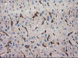 SNX8 Antibody in Immunohistochemistry (Paraffin) (IHC (P))