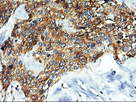 SNX8 Antibody in Immunohistochemistry (Paraffin) (IHC (P))