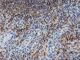 SNX8 Antibody in Immunohistochemistry (Paraffin) (IHC (P))