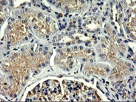 SNX8 Antibody in Immunohistochemistry (Paraffin) (IHC (P))