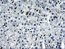 SNX8 Antibody in Immunohistochemistry (Paraffin) (IHC (P))