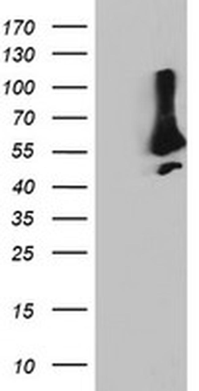 SNX8 Antibody in Western Blot (WB)