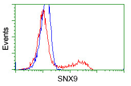 SNX9 Antibody in Flow Cytometry (Flow)