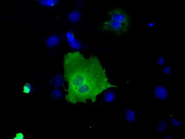 SNX9 Antibody in Immunocytochemistry (ICC/IF)