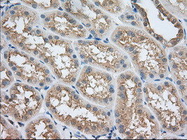 SNX9 Antibody in Immunohistochemistry (Paraffin) (IHC (P))