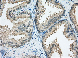 SNX9 Antibody in Immunohistochemistry (Paraffin) (IHC (P))