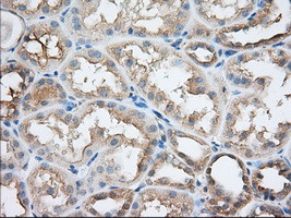 SNX9 Antibody in Immunohistochemistry (Paraffin) (IHC (P))