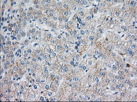 SNX9 Antibody in Immunohistochemistry (Paraffin) (IHC (P))