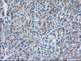 SNX9 Antibody in Immunohistochemistry (Paraffin) (IHC (P))