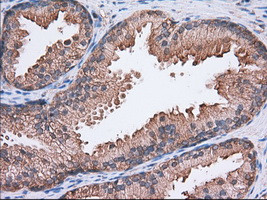 SNX9 Antibody in Immunohistochemistry (Paraffin) (IHC (P))