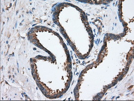 SNX9 Antibody in Immunohistochemistry (Paraffin) (IHC (P))