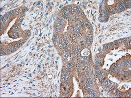 SNX9 Antibody in Immunohistochemistry (Paraffin) (IHC (P))