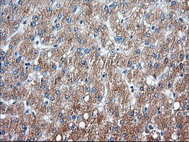 SNX9 Antibody in Immunohistochemistry (Paraffin) (IHC (P))