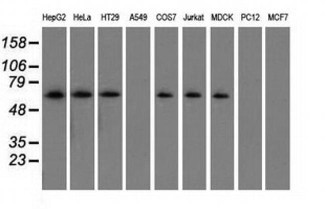 SNX9 Antibody in Western Blot (WB)