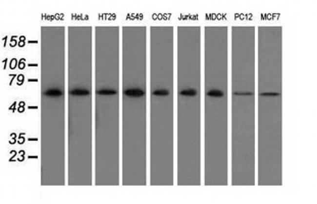 SNX9 Antibody in Western Blot (WB)