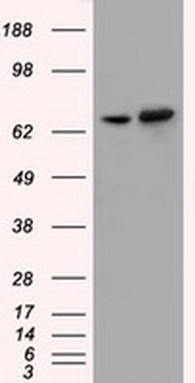 SNX9 Antibody in Western Blot (WB)