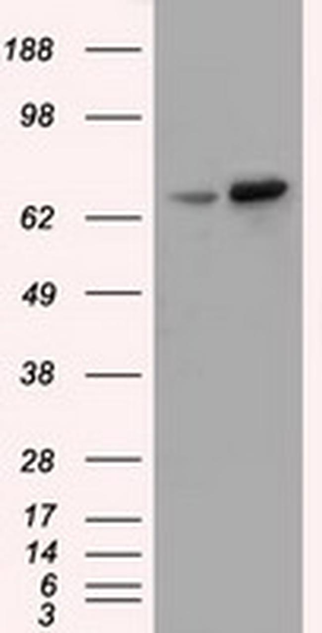 SNX9 Antibody in Western Blot (WB)