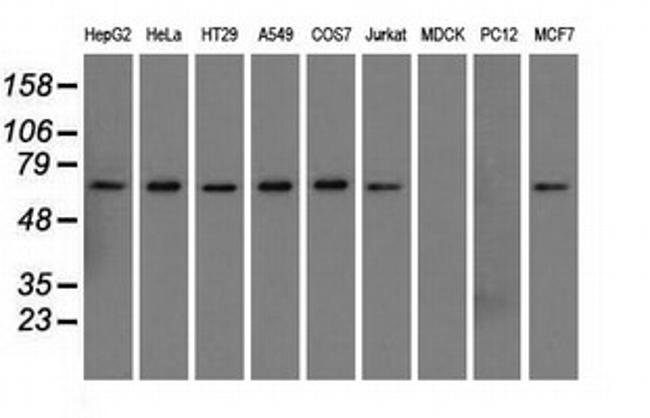 SNX9 Antibody in Western Blot (WB)