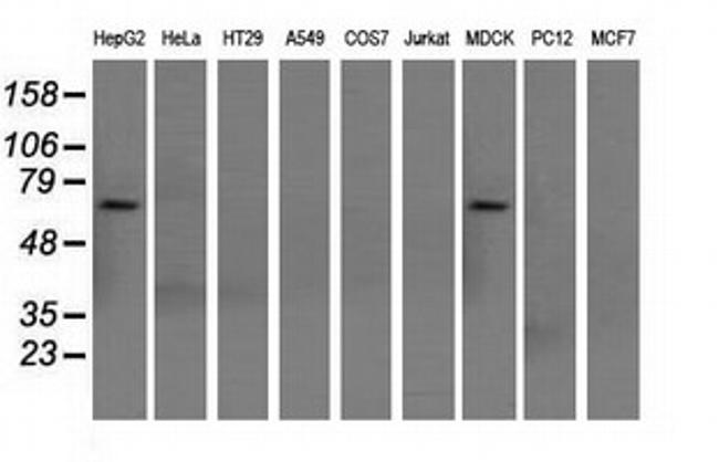 SNX9 Antibody in Western Blot (WB)