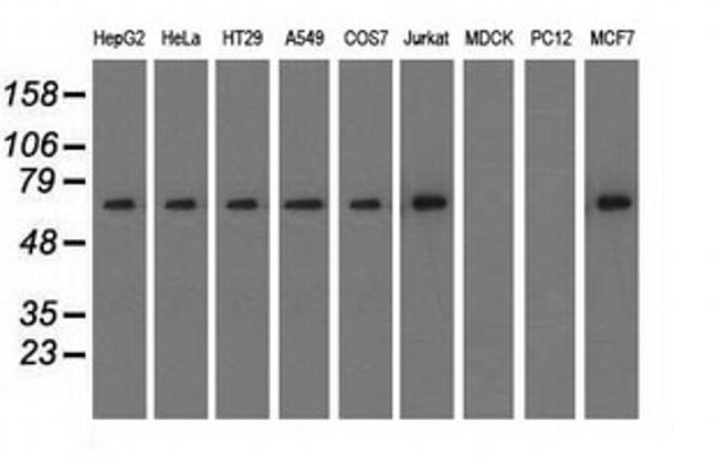 SNX9 Antibody in Western Blot (WB)