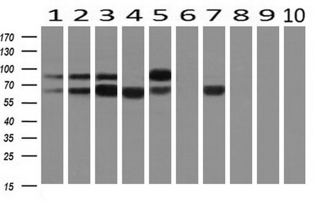 SNX9 Antibody in Western Blot (WB)