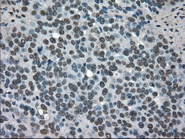 SOD1 Antibody in Immunohistochemistry (Paraffin) (IHC (P))