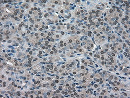 SOD1 Antibody in Immunohistochemistry (Paraffin) (IHC (P))