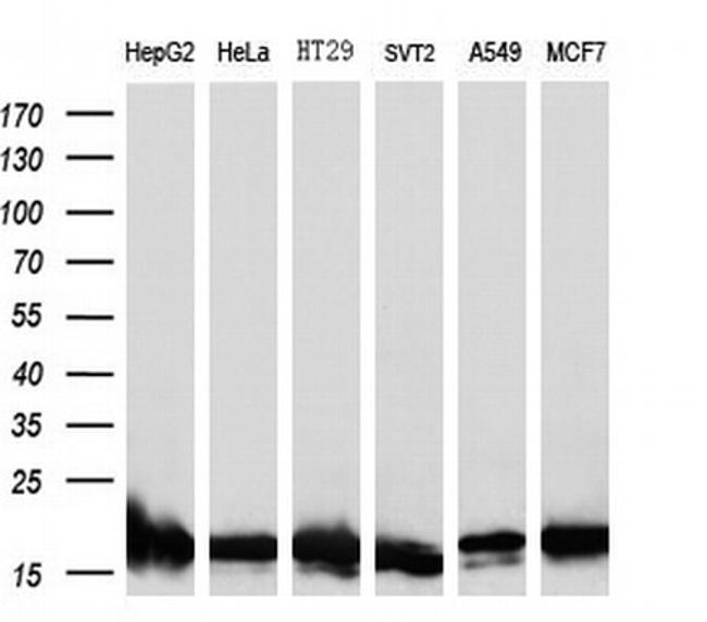 SOD1 Antibody in Western Blot (WB)