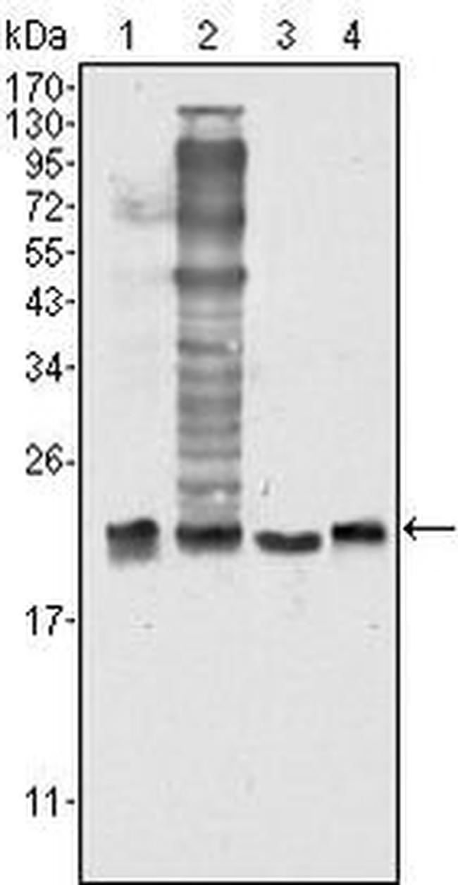 SOD1 Antibody in Western Blot (WB)