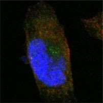 SORL1 Antibody in Immunocytochemistry (ICC/IF)