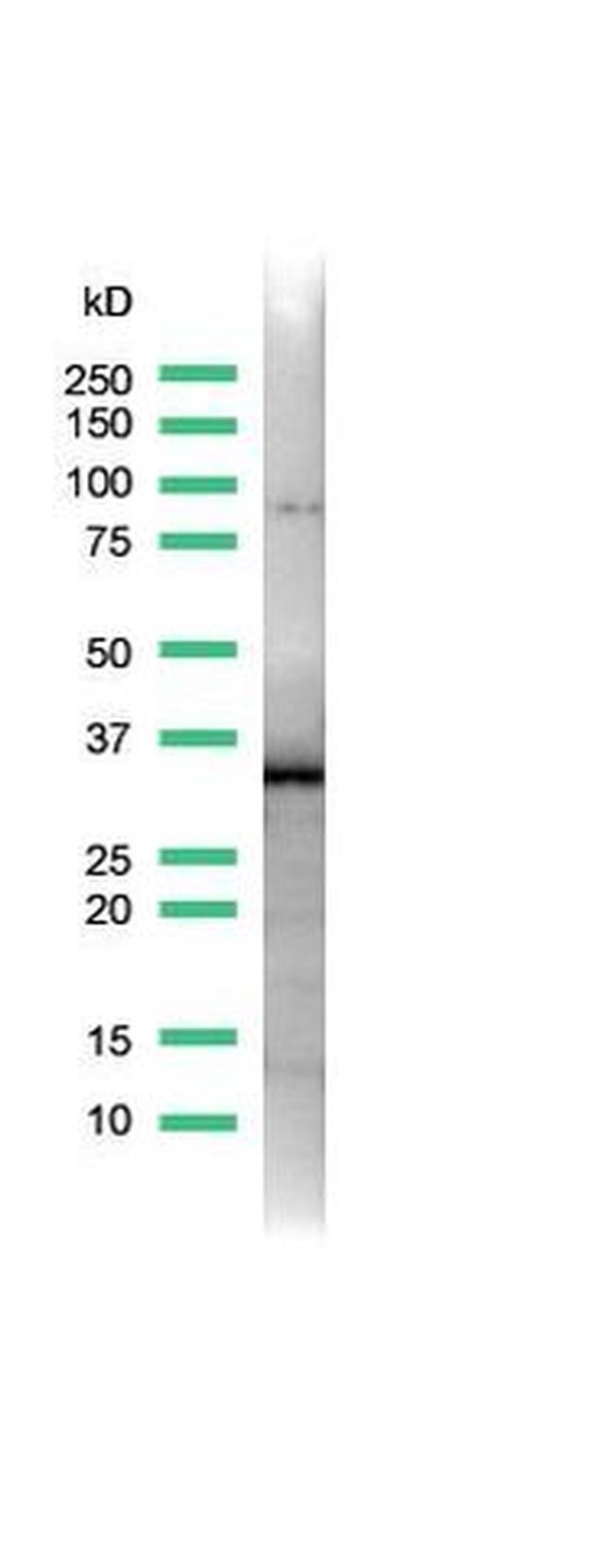 SOX2 Antibody in Western Blot (WB)