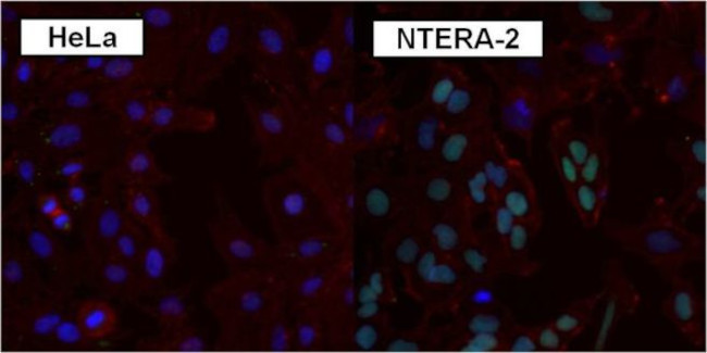 SOX2 Antibody in Immunocytochemistry (ICC/IF)