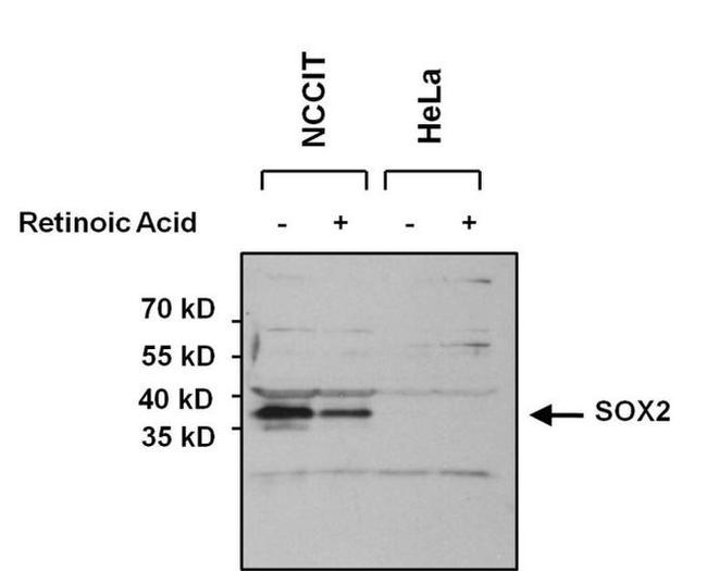 SOX2 Antibody in Western Blot (WB)