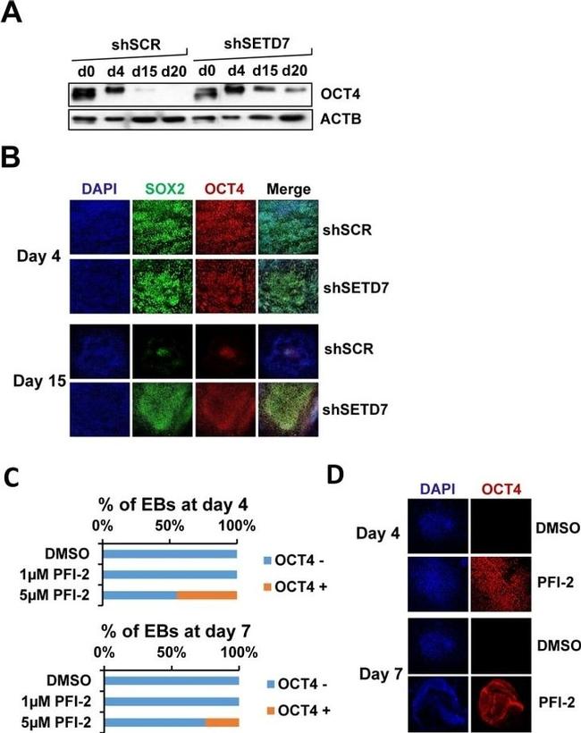 SOX2 Antibody in Immunocytochemistry (ICC/IF)