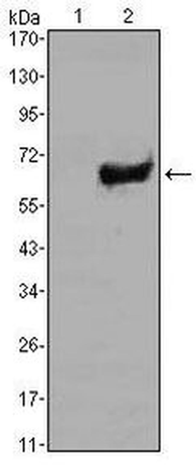 SOX2 Antibody in Western Blot (WB)