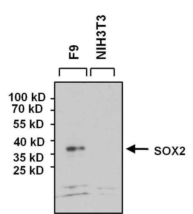 SOX2 Antibody in Western Blot (WB)