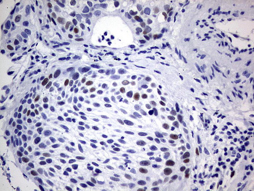 SOX9 Antibody in Immunohistochemistry (Paraffin) (IHC (P))