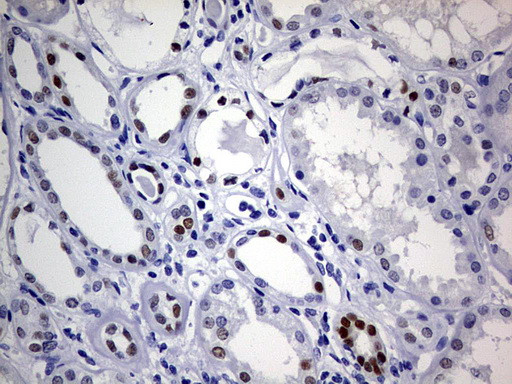 SOX9 Antibody in Immunohistochemistry (Paraffin) (IHC (P))