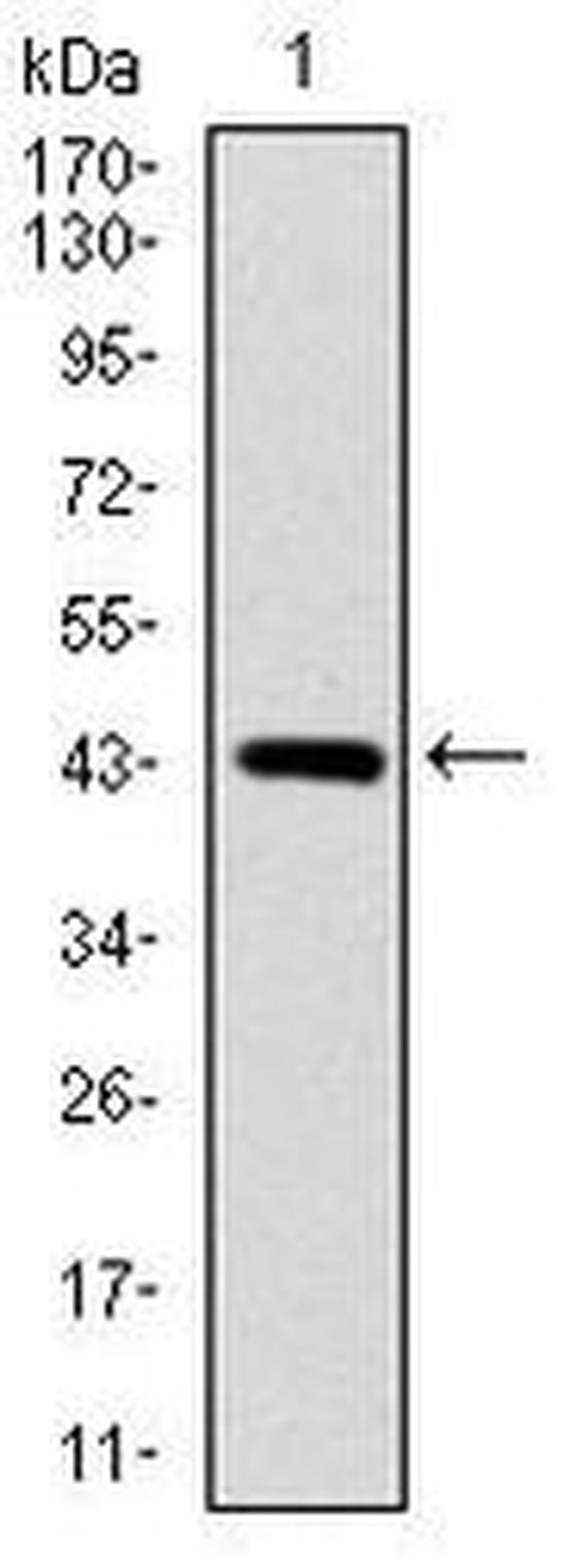 SOX9 Antibody in Western Blot (WB)