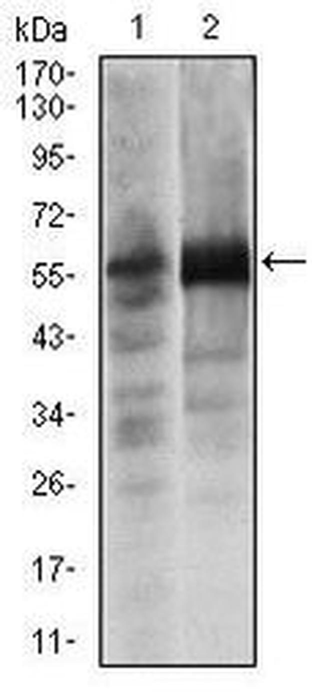 SOX9 Antibody in Western Blot (WB)