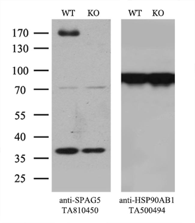 SPAG5 Antibody in Western Blot (WB)