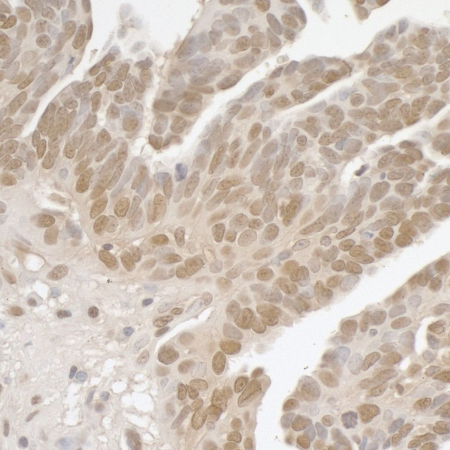 SPF45 Antibody in Immunohistochemistry (IHC)