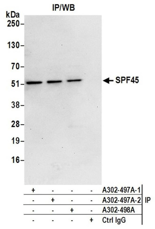 SPF45 Antibody in Immunoprecipitation (IP)