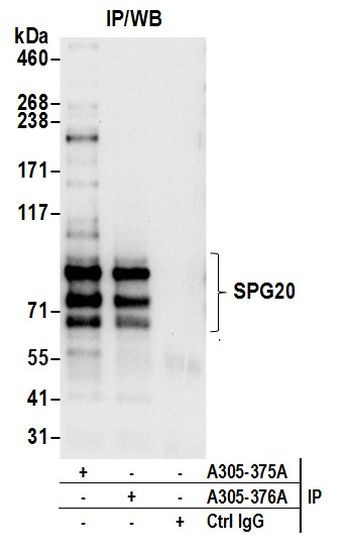 SPG20 Antibody in Immunoprecipitation (IP)