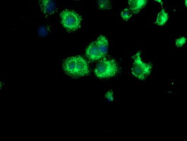 SPG7 Antibody in Immunocytochemistry (ICC/IF)