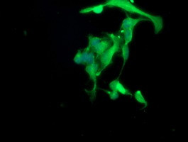 SPG7 Antibody in Immunocytochemistry (ICC/IF)