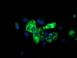 SPG7 Antibody in Immunocytochemistry (ICC/IF)