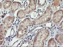 SPG7 Antibody in Immunohistochemistry (Paraffin) (IHC (P))