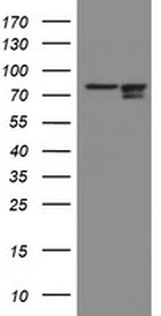 SPG7 Antibody in Western Blot (WB)