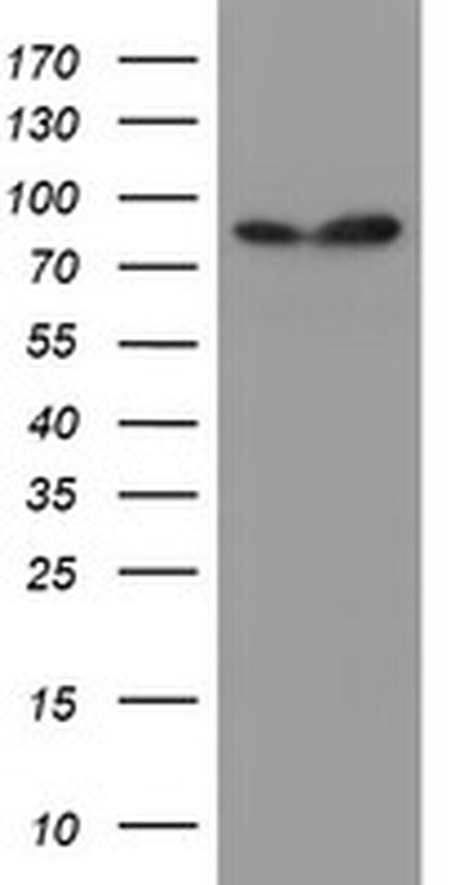 SPG7 Antibody in Western Blot (WB)